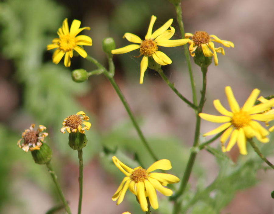 Senecio squalidus / Senecio squallido